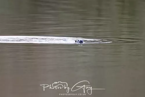 2 Feb 2026 - West Cumbria, Otter