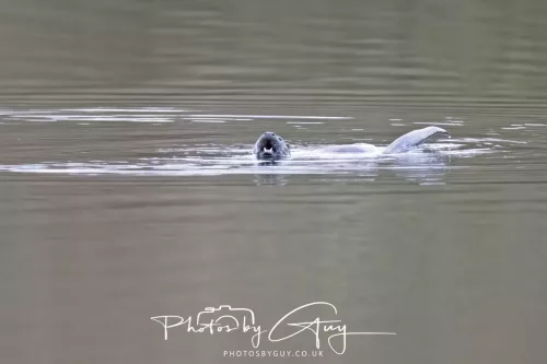 2 Feb 2026 - West Cumbria, Otter