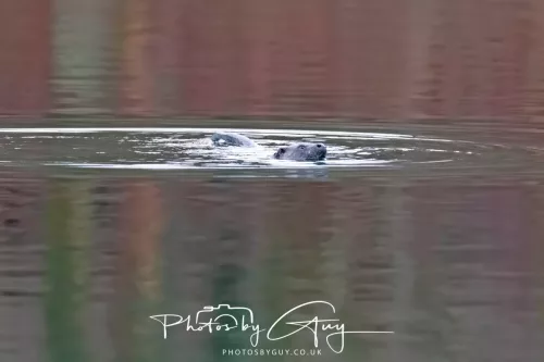 2 Feb 2026 - West Cumbria, Otter