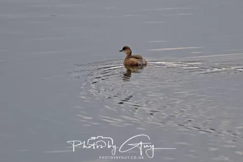 2 Feb 2026 - West Cumbria, Little Grebe