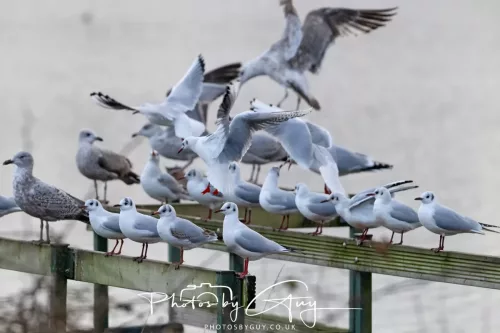 2 Feb 2026 - West Cumbria, B H Gulls & Herring Gulls