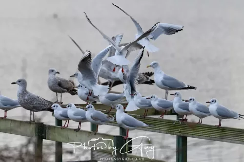 2 Feb 2026 - West Cumbria, B H Gulls & Herring Gulls