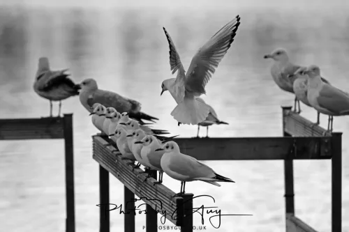 2 Feb 2026 - West Cumbria, B H Gulls & Herring Gulls