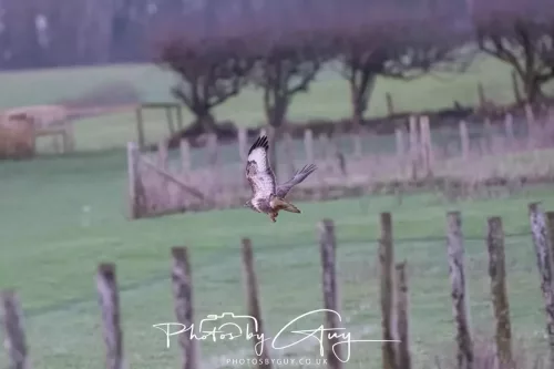 23 December 2025 Parkside, Cumbria - Buzzard
