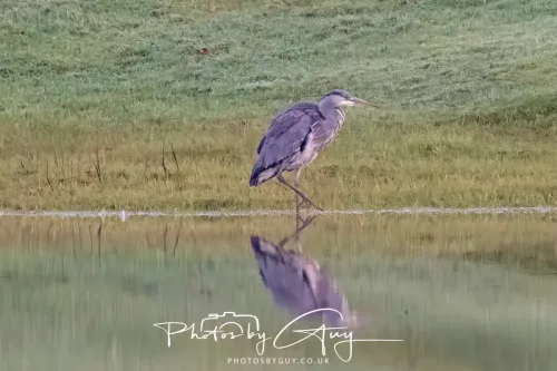 23 December 2025 Parkside, Cumbria - Grey Heron