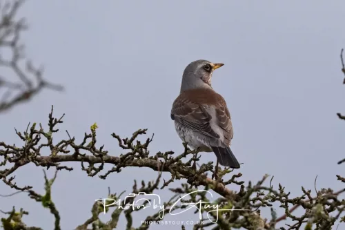 23 December 2025 Parkside, Cumbria - Fieldfare