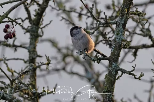 22 December 2025 - Parkside, Cumbria - Long Tailed Tit