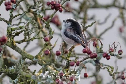 22 December 2025 - Parkside, Cumbria - Long Tailed Tit