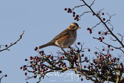 24 December 2025 - Parkside, Cleator Moor, Cumbria - Redwing