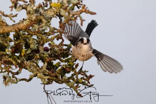 22 December 2025 - Parkside, Cumbria - Long Tailed Tit