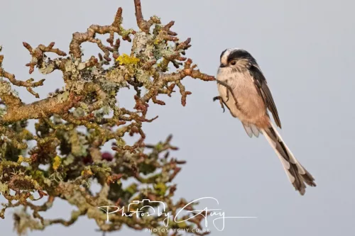 22 December 2025 - Parkside, Cumbria - Long Tailed Tit
