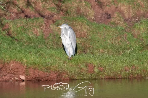 24 December 2025 - Parkside, Cleator Moor, Cumbria - Grey Heron