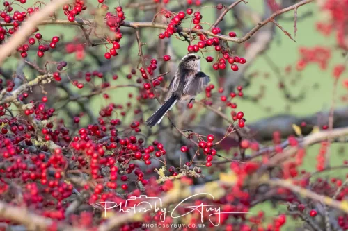 22 December 2025 - Parkside, Cumbria - Long Tailed Tit