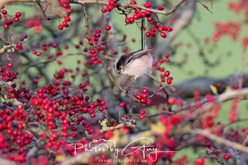 22 December 2025 - Parkside, Cumbria - Long Tailed Tit