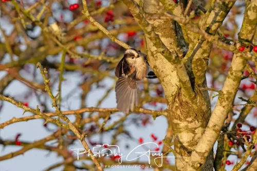 22 December 2025 - Parkside, Cumbria - Long Tailed Tit