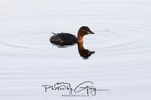 24 December 2025 - Parkside, Cleator Moor, Cumbria - Little Grebe ( Dabchick)