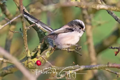 22 December 2025 - Parkside, Cumbria - Long Tailed Tit