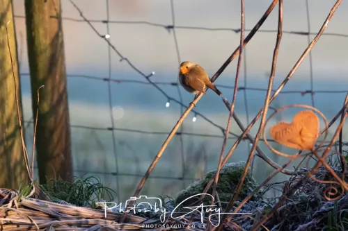 25 December 2025, Parkside, Cumbria, Christmas Day - ROBIN