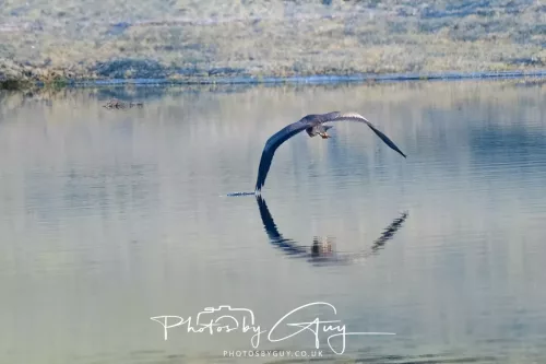 25 December 2025, Parkside, Cumbria, Christmas Day - Grey Heron