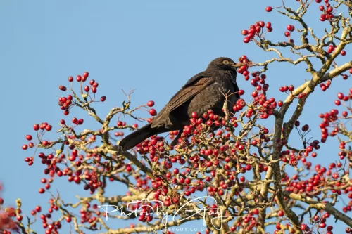25 December 2025, Parkside, Cumbria, Christmas Day - Blackbird 