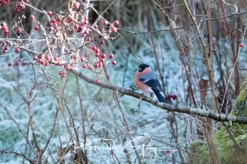 25 December 2025, Parkside, Cumbria, Christmas Day - Bullfinch 