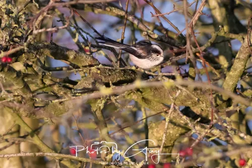 22 December 2025 - Parkside, Cumbria - Long Tailed Tit