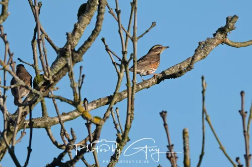 25 December 2025, Parkside, Cumbria, Christmas Day - Redwing