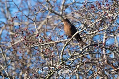 25 December 2025, Parkside, Cumbria, Christmas Day - redwing