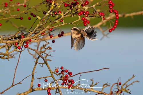 22 December 2025 - Parkside, Cumbria - Long Tailed Tit