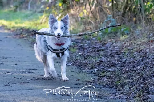 30 December 2025 - Parkside, Cleator Moor, Cumbria - Skye