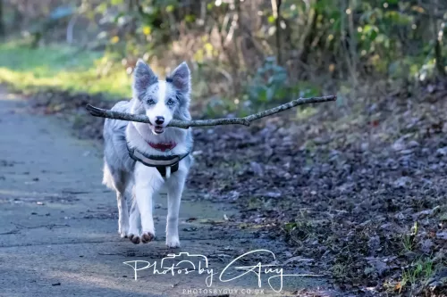 30 December 2025 - Parkside, Cleator Moor, Cumbria - Skye