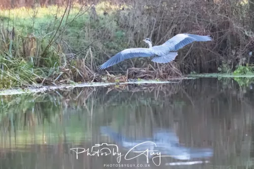 27 December 2025 - Barrow Upon Soar, Leicestershire -Grey Heron