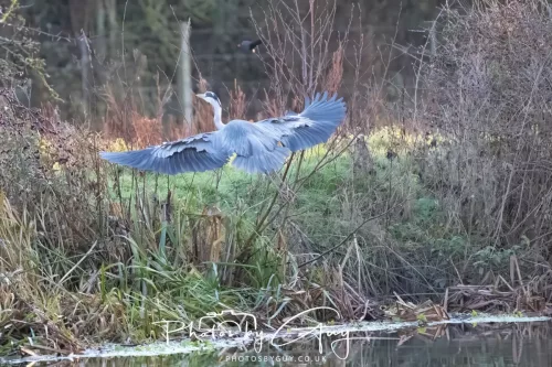 27 December 2025 - Barrow Upon Soar, Leicestershire -Grey Heron