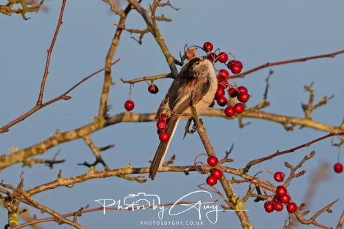 22 December 2025 - Parkside, Cumbria - Long Tailed Tit