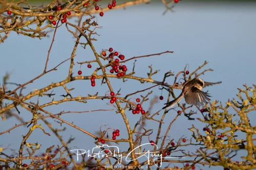 _KCB5830-22 December 2025 - Parkside, Cumbria - Long Tailed Tit