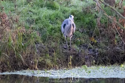 27 December 2025 - Barrow Upon Soar, Leicestershire -Grey Heron