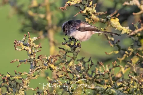 22 December 2025 - Parkside, Cumbria - Long Tailed Tit