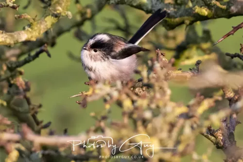 22 December 2025 - Parkside, Cumbria - Long Tailed Tit
