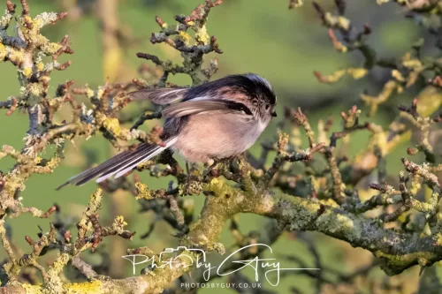 22 December 2025 - Parkside, Cumbria - Long Tailed Tit