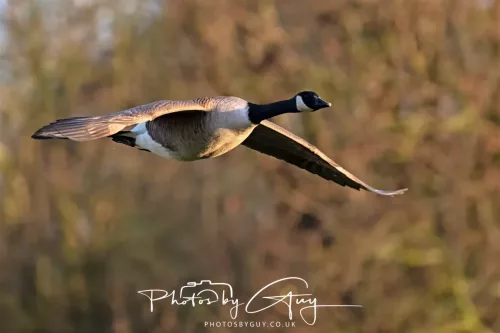 27 December 2025 - Barrow Upon Soar, Leicestershire -Canada Goose