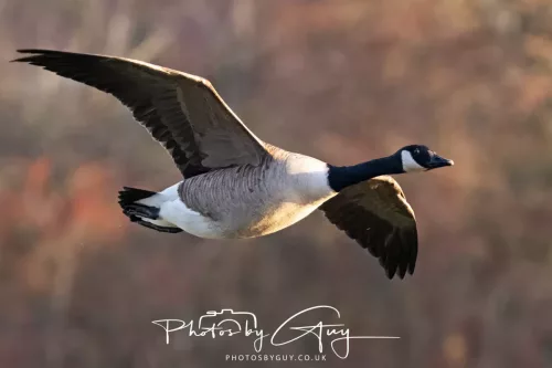 27 December 2025 - Barrow Upon Soar, Leicestershire -Canada Goose