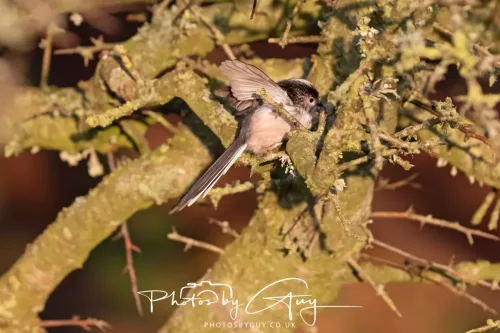22 December 2025 - Parkside, Cumbria - Long Tailed Tit