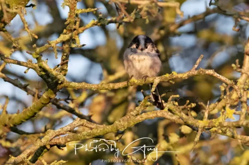 22 December 2025 - Parkside, Cumbria - Long Tailed Tit