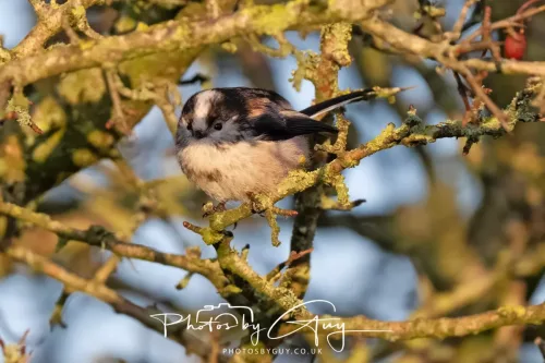 22 December 2025 - Parkside, Cumbria - Long Tailed Tit