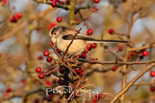 22 December 2025 - Parkside, Cumbria - Long Tailed Tit