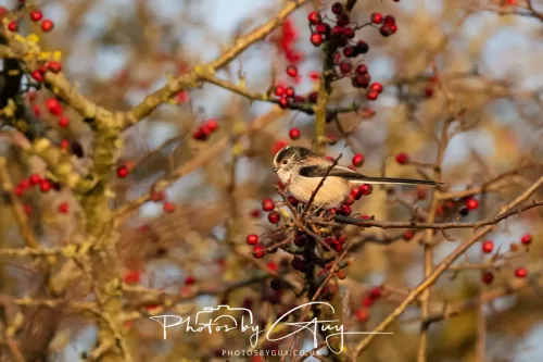 22 December 2025 - Parkside, Cumbria - Long Tailed Tit