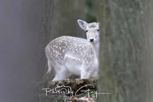 27 December 2025 -Bradgate Park, Leicestershire -Fallow Deer