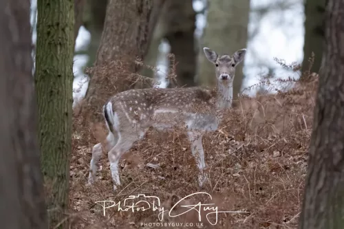 27 December 2025 -Bradgate Park, Leicestershire -Fallow Deer
