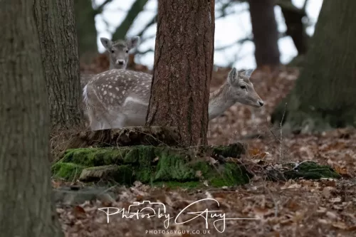 27 December 2025 -Bradgate Park, Leicestershire -Fallow Deer