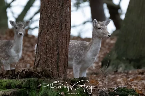 27 December 2025 - Bradgate Park, Leicestershire - Fallow Deer
